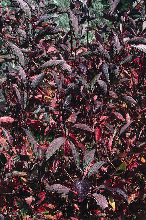 Svída bílá 'Kesselringii' - Cornus alba 'Kesselringii'