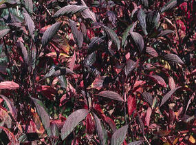 Svída bílá 'Kesselringii' - Cornus alba 'Kesselringii'