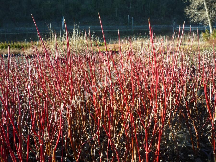 Svída bílá 'Elegantissima' - Cornus alba 'Elegantissima'