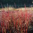 Svída bílá 'Elegantissima' - Cornus alba 'Elegantissima'