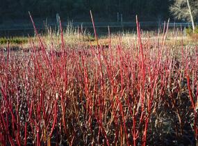 Svída bílá 'Elegantissima' - Cornus alba 'Elegantissima'