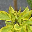 Svída bílá 'Elegantissima' - Cornus alba 'Elegantissima'