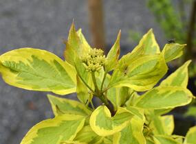 Svída bílá 'Elegantissima' - Cornus alba 'Elegantissima'