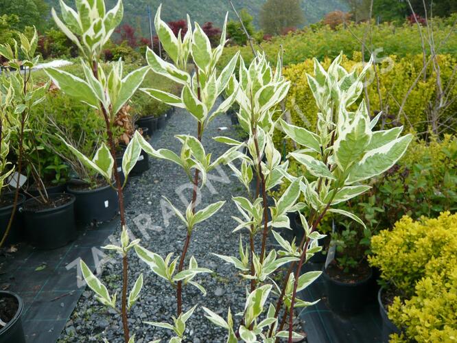 Svída bílá 'Elegantissima' - Cornus alba 'Elegantissima'