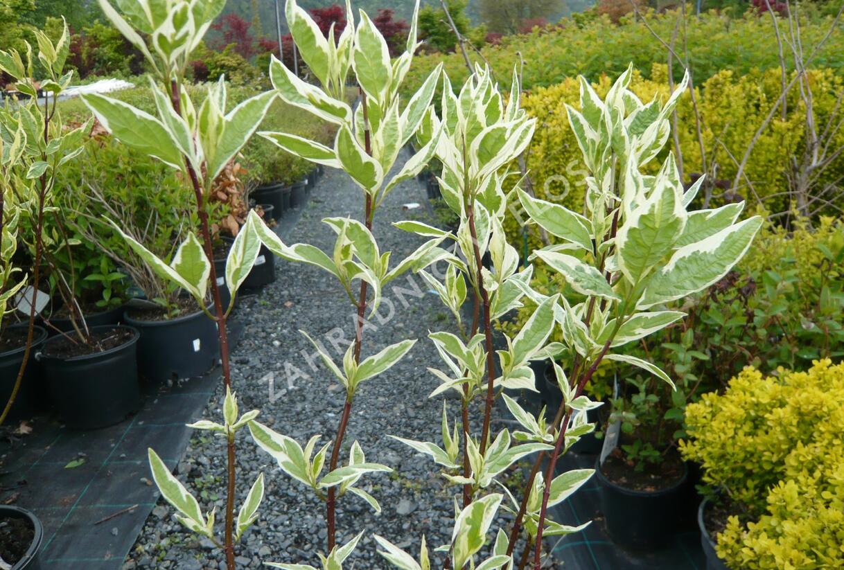 Svída bílá 'Elegantissima' - Cornus alba 'Elegantissima'