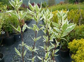 Svída bílá 'Elegantissima' - Cornus alba 'Elegantissima'