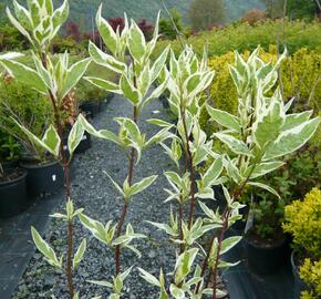 Svída bílá 'Elegantissima' - Cornus alba 'Elegantissima'