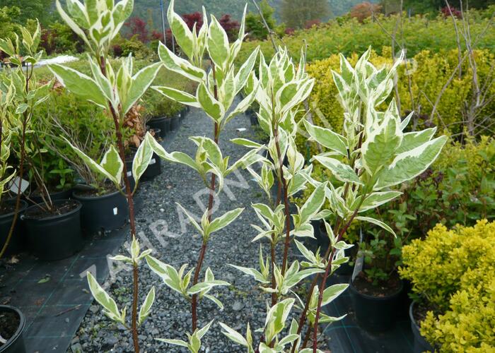 Svída bílá 'Elegantissima' - Cornus alba 'Elegantissima'
