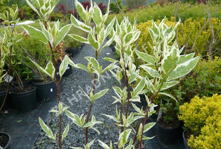 Svída bílá 'Elegantissima' - Cornus alba 'Elegantissima'