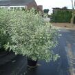 Svída bílá 'Elegantissima' - Cornus alba 'Elegantissima'