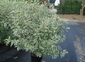 Svída bílá 'Elegantissima' - Cornus alba 'Elegantissima'