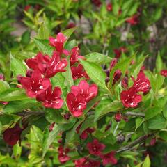 Vajgélie 'Eva Supreme' - Weigela 'Eva Supreme'