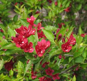 Vajgélie květnatá 'Eva Supreme' - Weigela florida 'Eva Supreme'