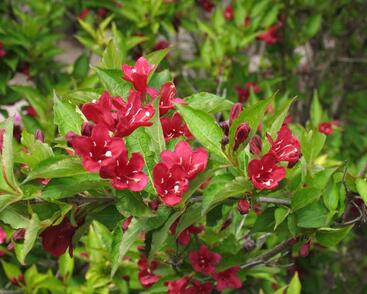 Vajgélie květnatá 'Eva Supreme'