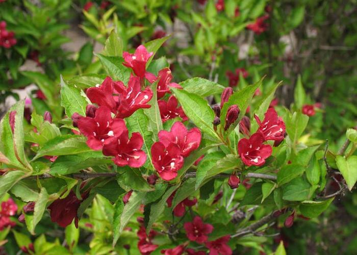 Vajgélie 'Eva Supreme' - Weigela 'Eva Supreme'