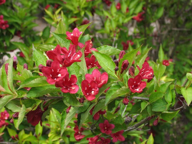 Vajgélie květnatá 'Eva Supreme' - Weigela florida 'Eva Supreme'
