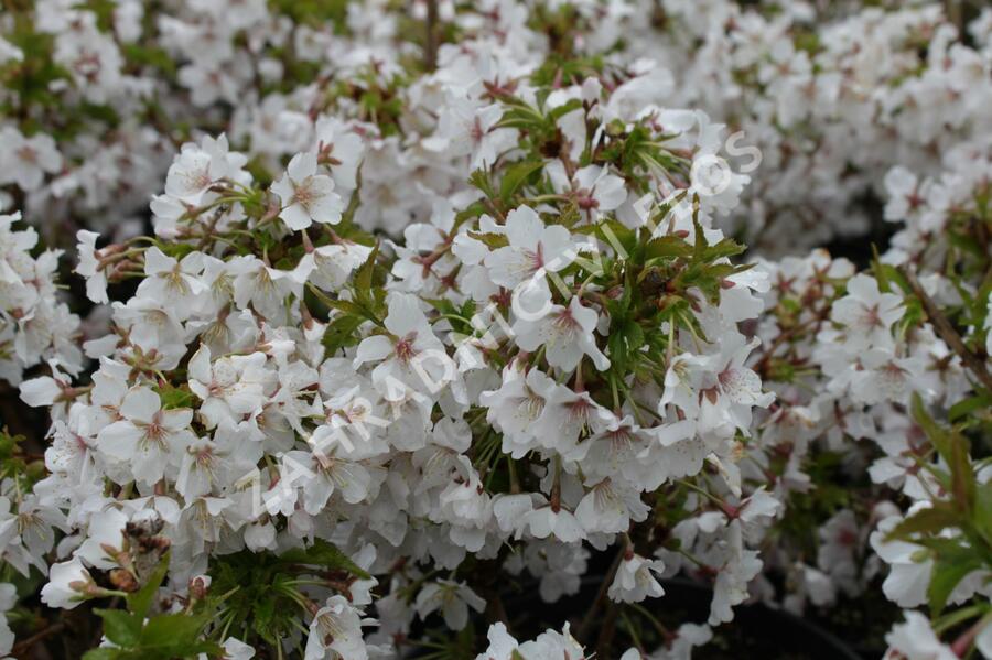 Třešeň kurilská 'Brillant' - Prunus kurilensis 'Brillant'