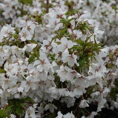 Třešeň kurilská 'Brillant' - Prunus kurilensis 'Brillant'