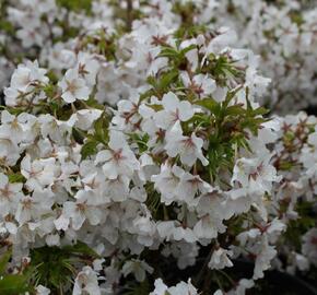Třešeň kurilská 'Brillant' - Prunus kurilensis 'Brillant'