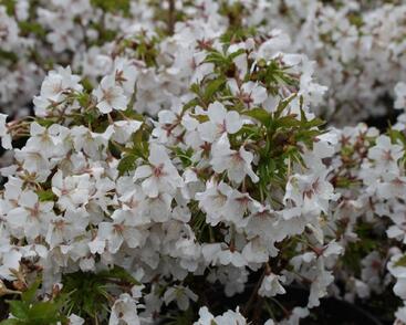 Třešeň kurilská 'Brillant'