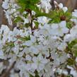 Třešeň kurilská 'Brillant' - Prunus kurilensis 'Brillant'