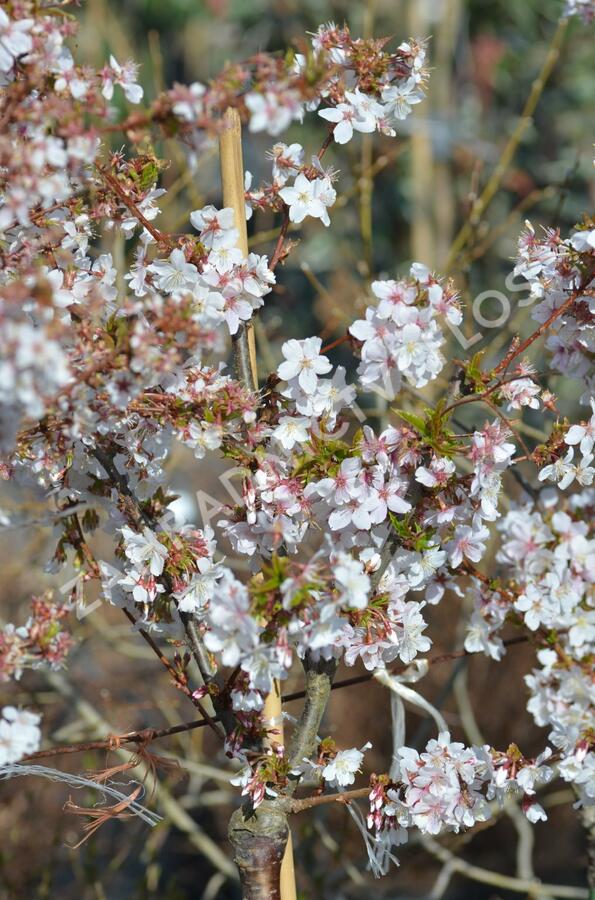 Třešeň kurilská 'Brillant' - Prunus kurilensis 'Brillant'