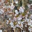 Třešeň kurilská 'Brillant' - Prunus kurilensis 'Brillant'