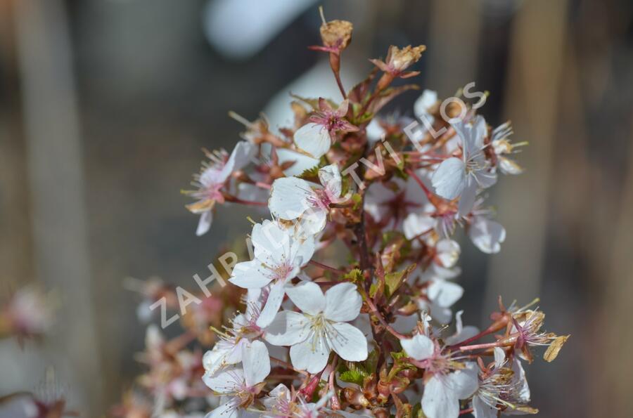 Třešeň kurilská 'Brillant' - Prunus kurilensis 'Brillant'