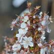 Třešeň kurilská 'Brillant' - Prunus kurilensis 'Brillant'