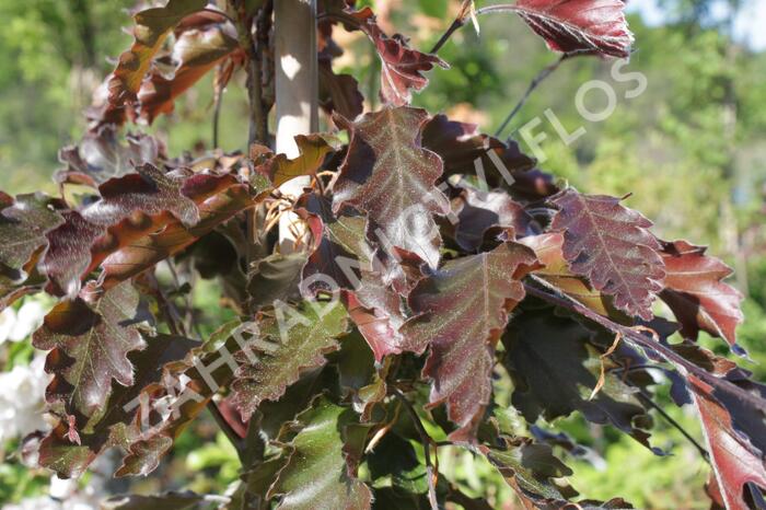 Buk lesní 'Rohanii' - Fagus sylvatica 'Rohanii'