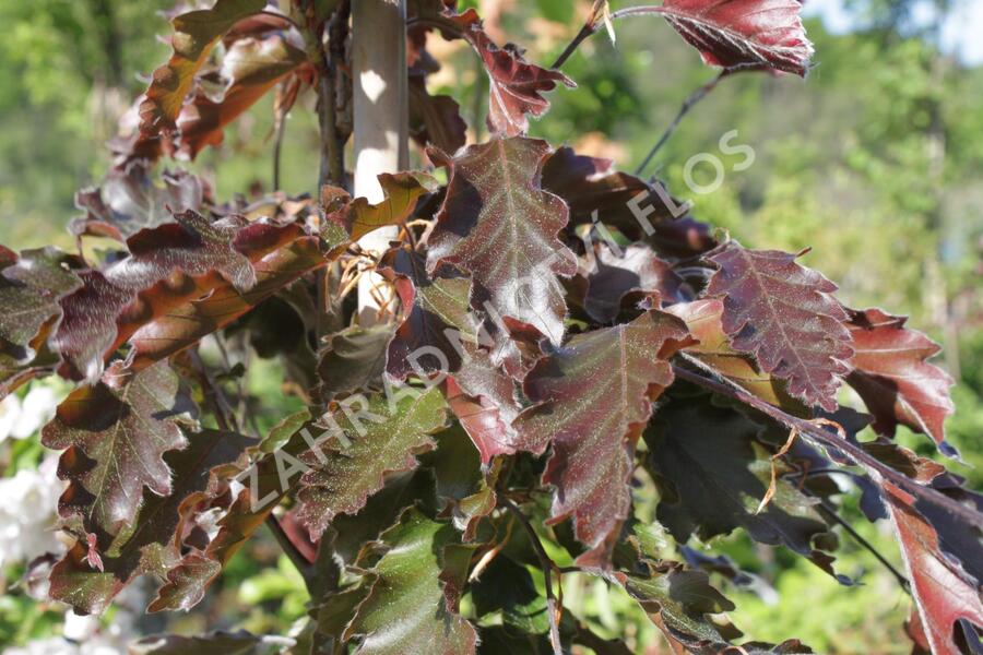 Buk lesní 'Rohanii' - Fagus sylvatica 'Rohanii'