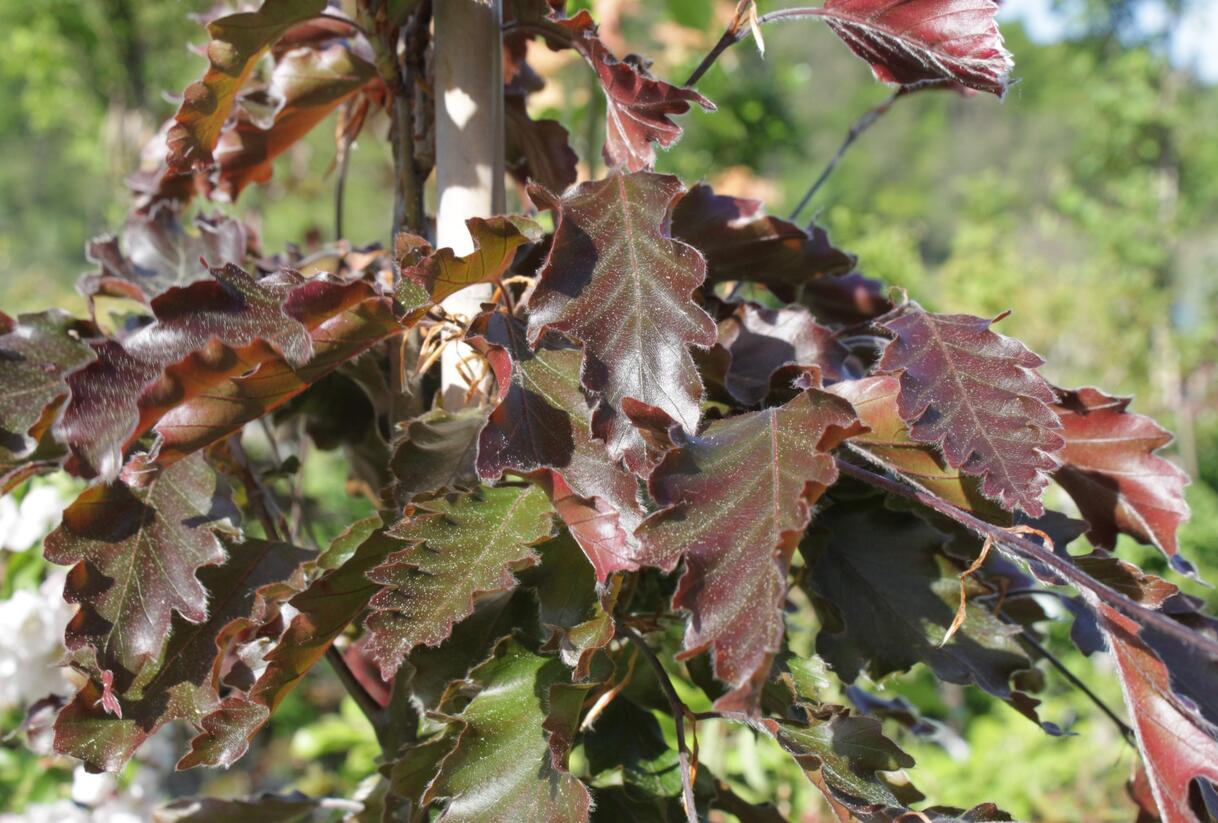 Buk lesní 'Rohanii' - Fagus sylvatica 'Rohanii'