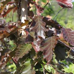 Buk lesní 'Rohanii' - Fagus sylvatica 'Rohanii'