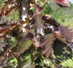 Buk lesní 'Rohanii' - Fagus sylvatica 'Rohanii'