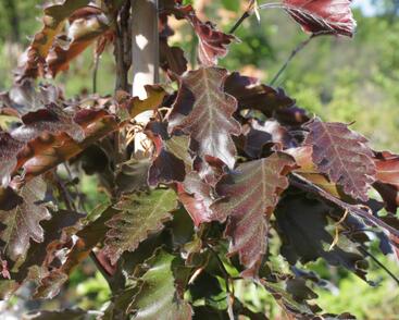 Buk lesní 'Rohanii'