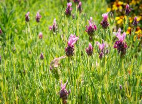 Levandule korunkatá 'Javelin Forte Deep Rose' - Lavandula stoechas 'Javelin Forte Deep Rose'