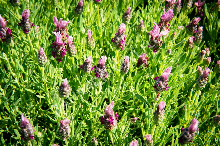 Levandule korunkatá 'Javelin Forte Deep Rose' - Lavandula stoechas 'Javelin Forte Deep Rose'