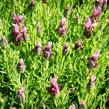 Levandule korunkatá 'Javelin Forte Deep Rose' - Lavandula stoechas 'Javelin Forte Deep Rose'