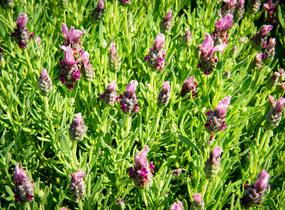 Levandule korunkatá 'Javelin Forte Deep Rose' - Lavandula stoechas 'Javelin Forte Deep Rose'