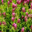 Levandule korunkatá 'Javelin Forte Deep Rose' - Lavandula stoechas 'Javelin Forte Deep Rose'