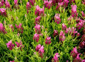 Levandule korunkatá 'Javelin Forte Deep Rose' - Lavandula stoechas 'Javelin Forte Deep Rose'