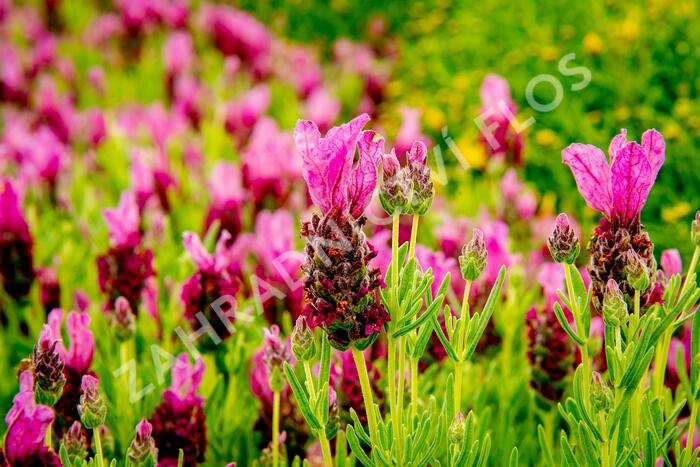 Levandule korunkatá 'Javelin Forte Deep Rose' - Lavandula stoechas 'Javelin Forte Deep Rose'