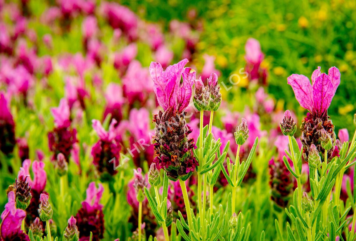 Levandule korunkatá 'Javelin Forte Deep Rose' - Lavandula stoechas 'Javelin Forte Deep Rose'