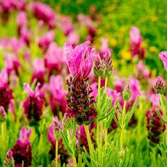 Levandule korunkatá 'Javelin Forte Deep Rose' - Lavandula stoechas 'Javelin Forte Deep Rose'