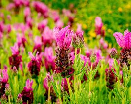 Levandule korunkatá 'Javelin Forte Deep Rose'