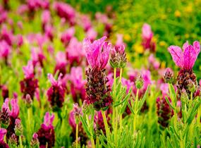 Levandule korunkatá 'Javelin Forte Deep Rose' - Lavandula stoechas 'Javelin Forte Deep Rose'