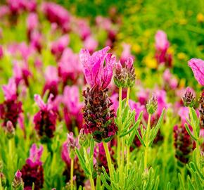 Levandule korunkatá 'Javelin Forte Deep Rose' - Lavandula stoechas 'Javelin Forte Deep Rose'