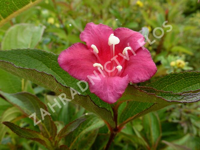 Vajgélie květnatá 'Eva Rathke' - Weigela florida 'Eva Rathke'