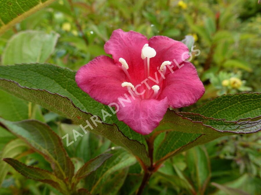 Vajgélie květnatá 'Eva Rathke' - Weigela florida 'Eva Rathke'