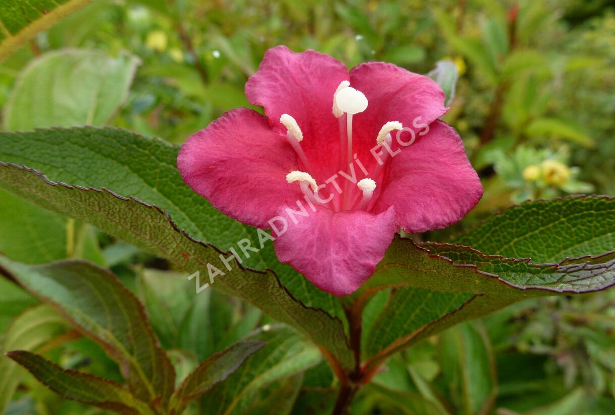 Vajgélie květnatá 'Eva Rathke' - Weigela florida 'Eva Rathke'